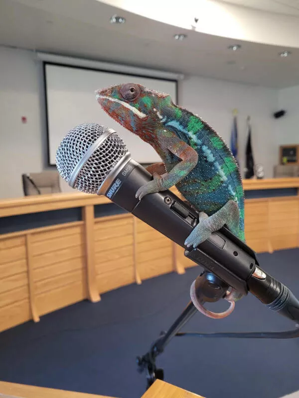Adorable chameleons showing their charm - #17 