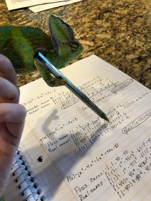 Adorable chameleons showing their charm - #18 