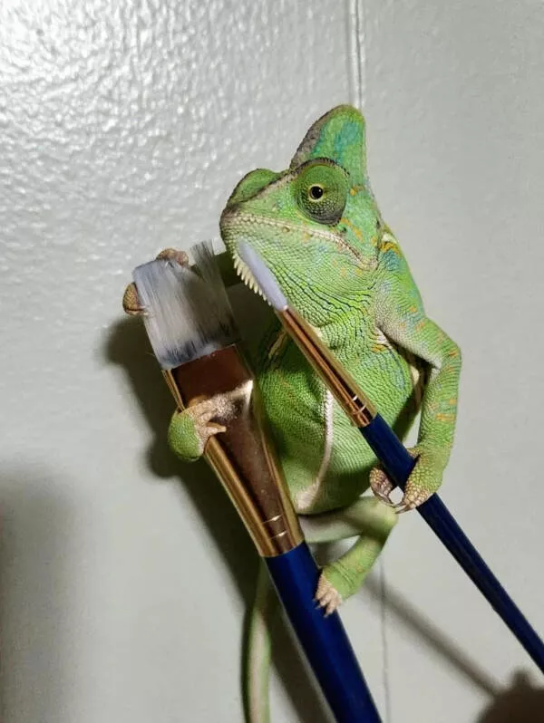 Adorable chameleons showing their charm - #19 