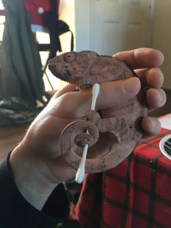 Adorable chameleons showing their charm - #2 