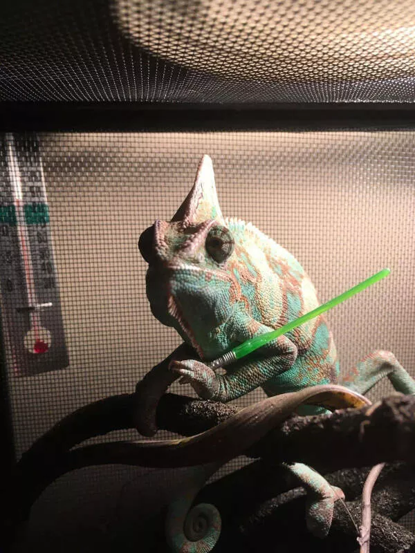 Adorable chameleons showing their charm - #20 