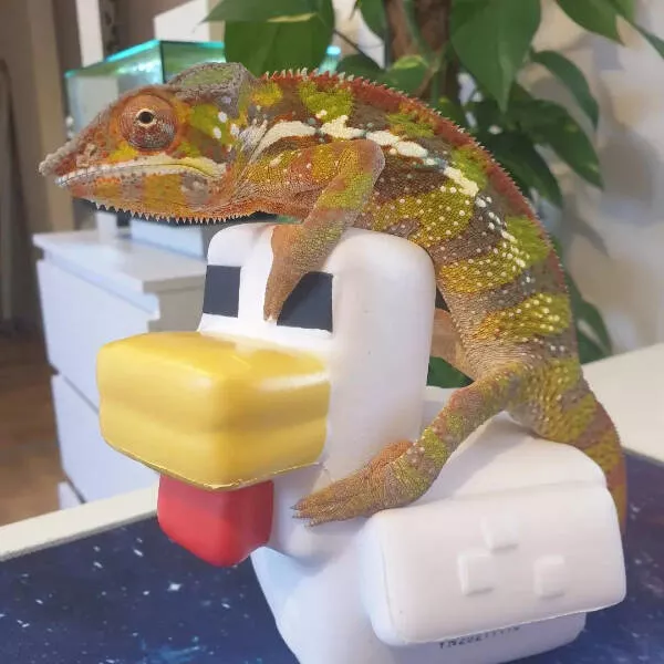 Adorable chameleons showing their charm