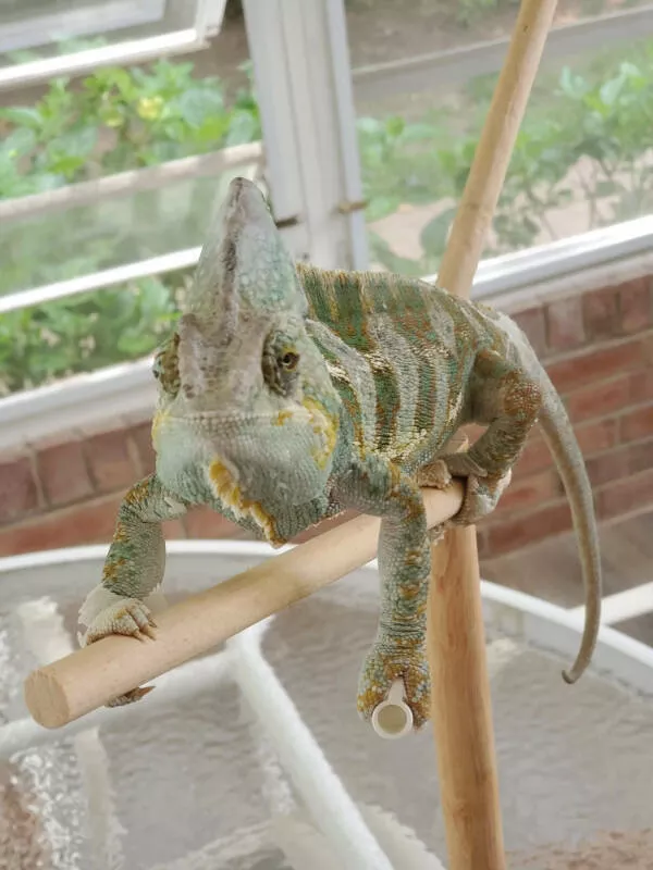 Adorable chameleons showing their charm - #22 