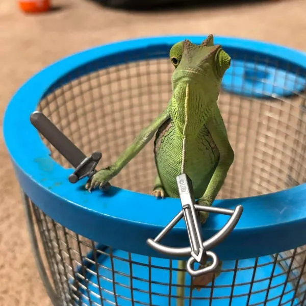 Adorable chameleons showing their charm - #23 