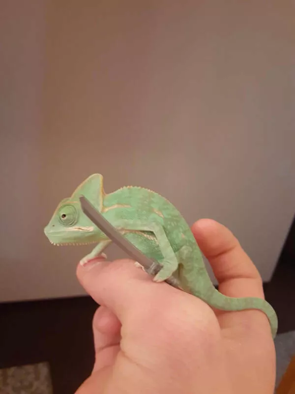 Adorable chameleons showing their charm - #24 