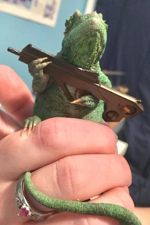 Adorable chameleons showing their charm - #25 
