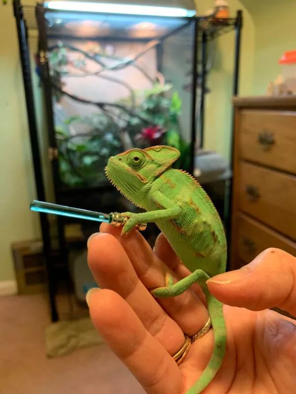 Adorable chameleons showing their charm - #28 
