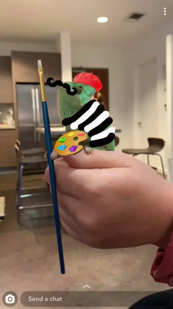 Adorable chameleons showing their charm - #29 