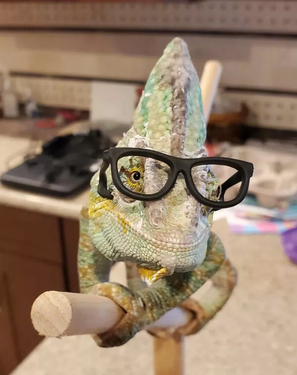 Adorable chameleons showing their charm - #3 