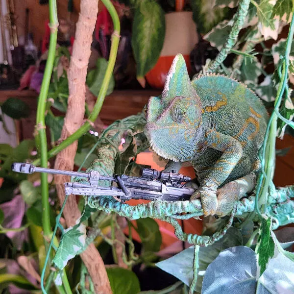 Adorable chameleons showing their charm