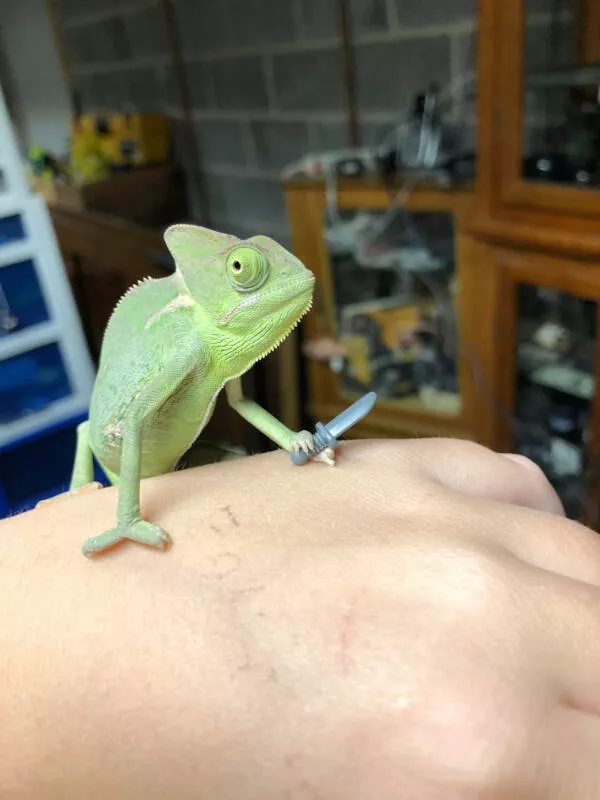 Adorable chameleons showing their charm - #5 
