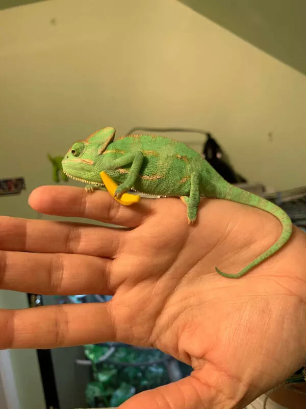 Adorable chameleons showing their charm - #6 