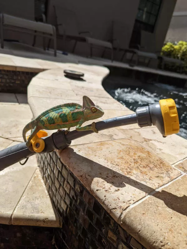 Adorable chameleons showing their charm - #7 