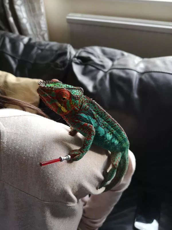 Adorable chameleons showing their charm - #8 