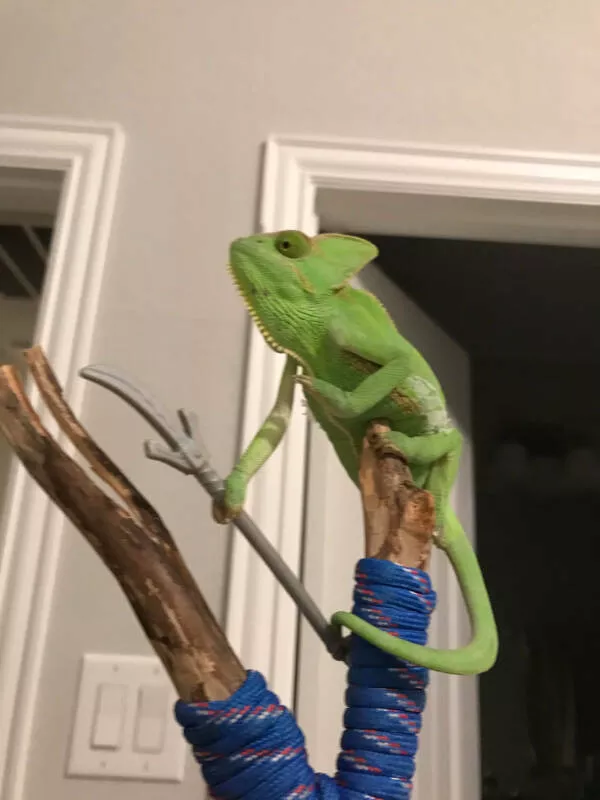Adorable chameleons showing their charm - #9 