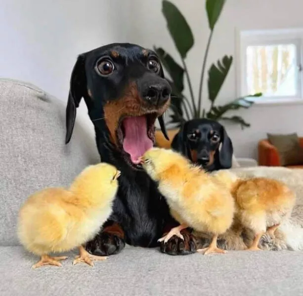Photos taken at the perfect moment - #5 