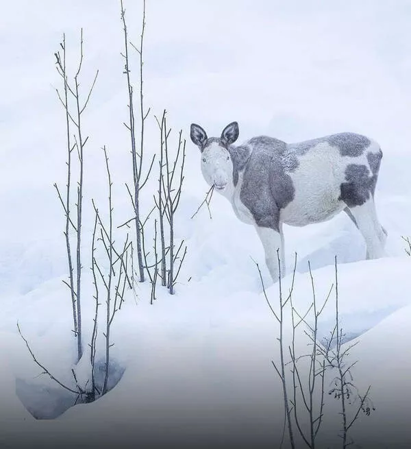 Ordinary scenes extraordinary twist - #7 A rare piebald moose spotted in a man's backyard
