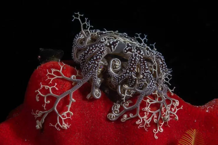 Meilleures photos couleur du concours refocus - #23 Des étoiles de mer rouges sur un fond noir
