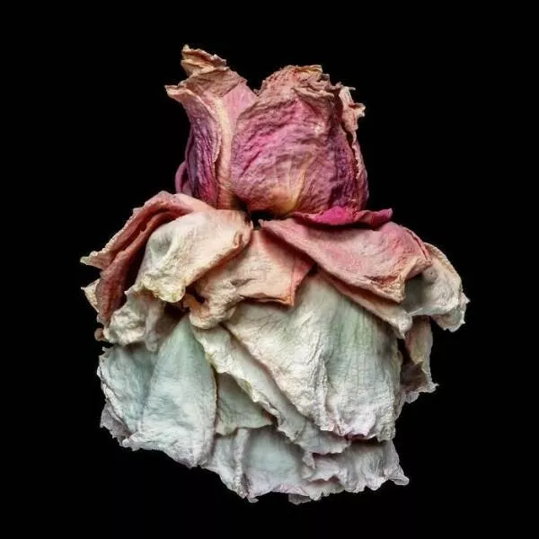 Meilleures photos couleur du concours refocus - #29 Une rose majestueuse aux allures de haute couture