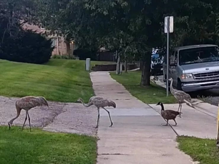 Incredible photos that are worth sharing - #11 Three cranes and a goose who hang out together Incredible photos that are worth sharing - #11 Three cranes and a goose who hang out together