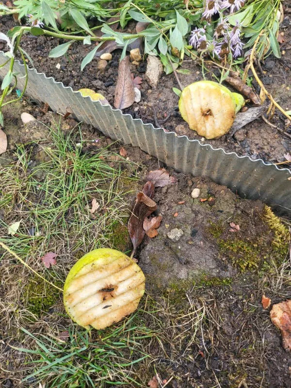 Des photos geniales a partager sans moderation - #22 Une poire qui est tombée de l'arbre coupée en deux