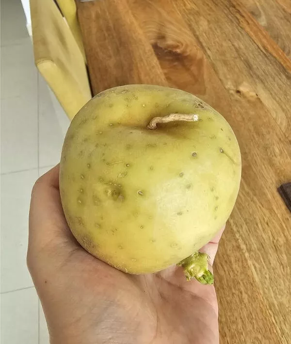 Incredible photos that are worth sharing - #4 This potato looks exactly like an apple Incredible photos that are worth sharing - #4 This potato looks exactly like an apple