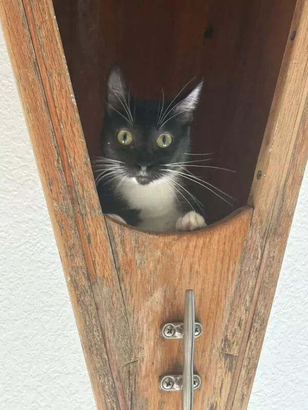 Des photos geniales a partager sans moderation - #6 Mon chat aime se reposer dans le canoë au plafond