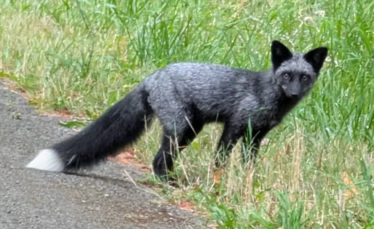 Incredible photos that are worth sharing - #9 A black and white patterned fox on a PNW island Incredible photos that are worth sharing - #9 A black and white patterned fox on a PNW island