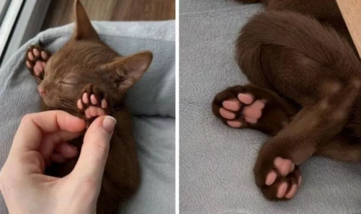 Hilarious cats being their best selves - #12 