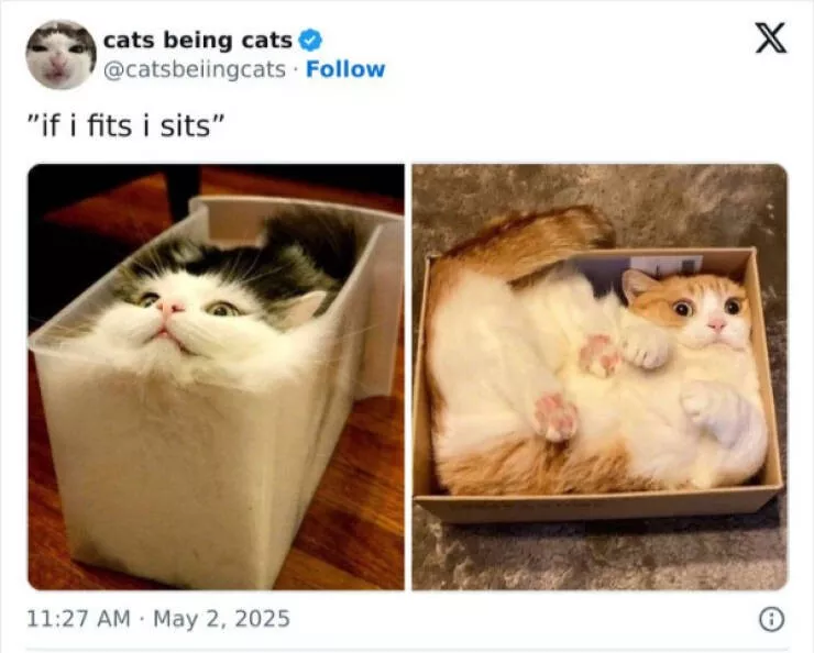 Hilarious cats being their best selves - #13 
