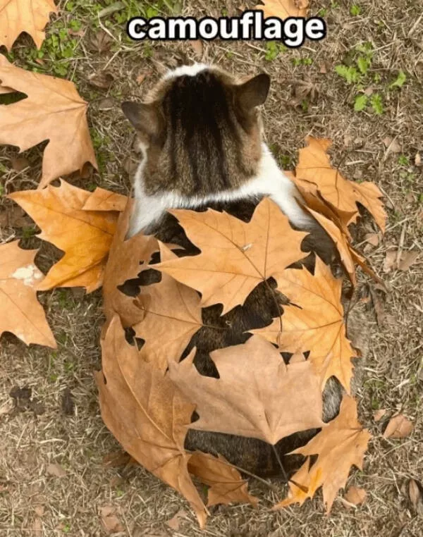 Hilarious cats being their best selves - #15 