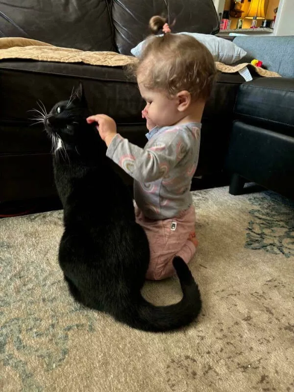 Hilarious cats being their best selves - #17 