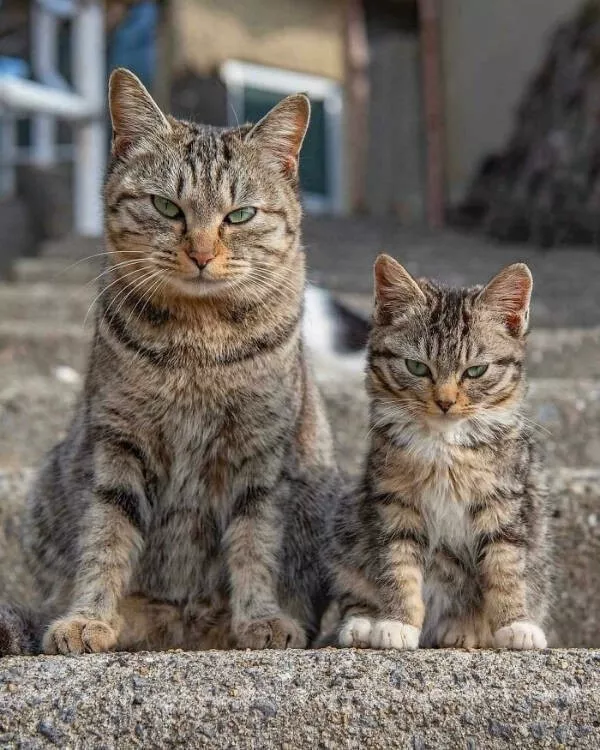 Hilarious cats being their best selves - #19 