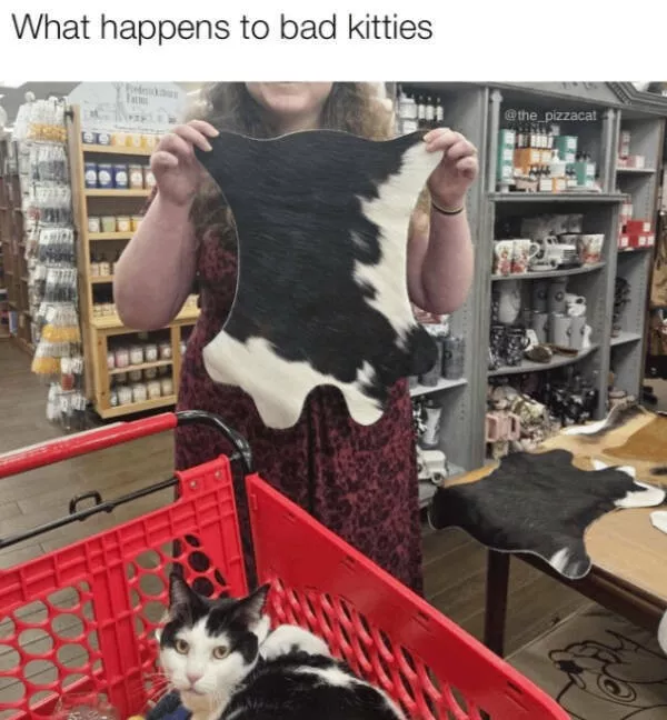 Hilarious cats being their best selves - #2 