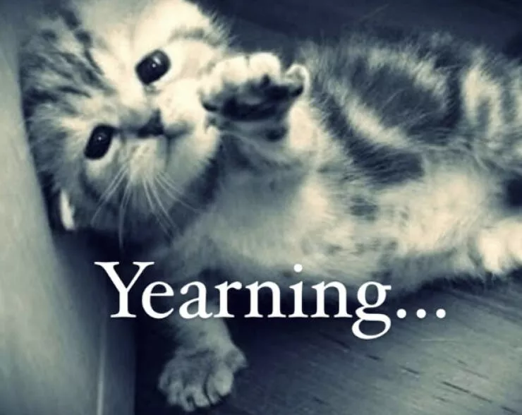 Hilarious cats being their best selves - #22 