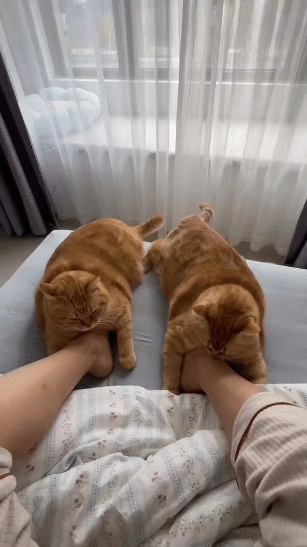 Ces chats sont toujours aussi hilarants Ces chats sont toujours aussi hilarants
