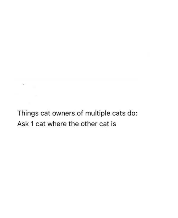 Hilarious cats being their best selves - #24 