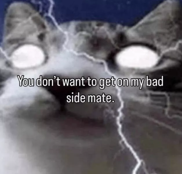 Hilarious cats being their best selves - #4 
