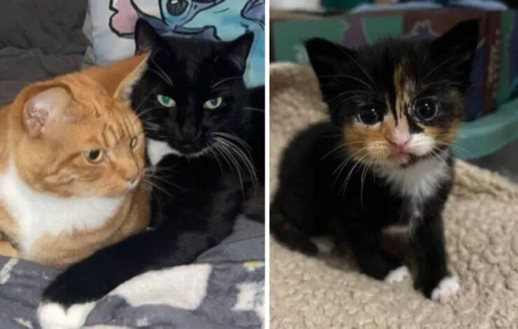 Hilarious cats being their best selves - #7 
