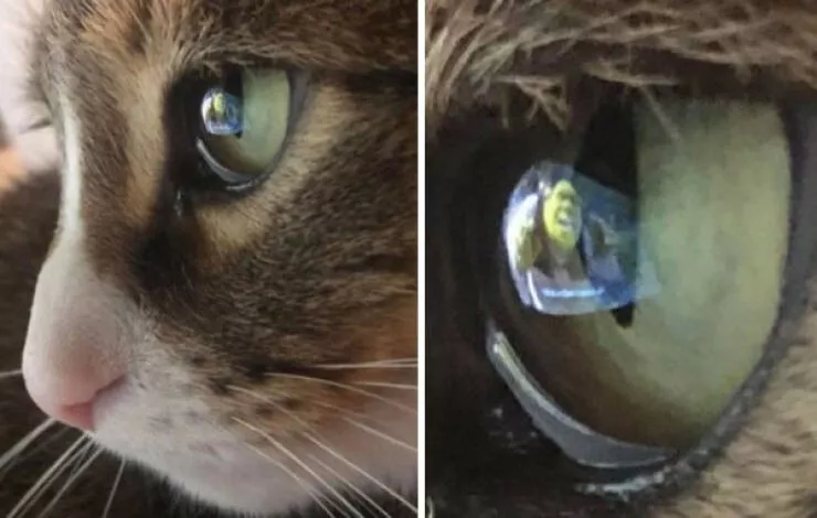 Hilarious cats being their best selves - #8 