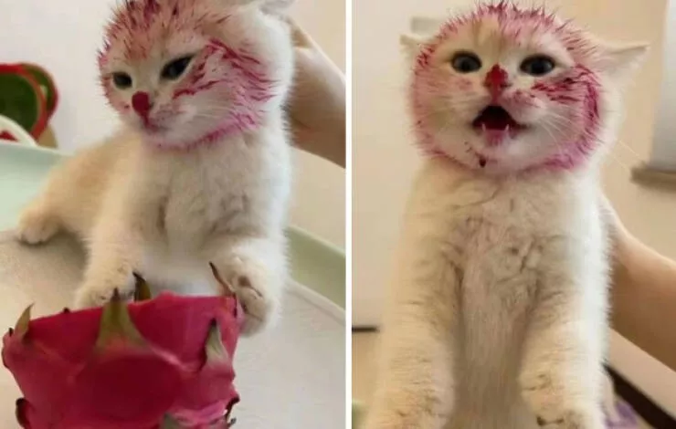 Hilarious cats being their best selves - #9 