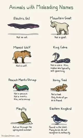 Guides utiles pour des choses totalement random - #21 Des animaux dont le nom est trompeur