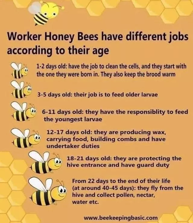 Guides utiles pour des choses totalement random - #22 La vie d'une abeille, de sa naissance à sa mort