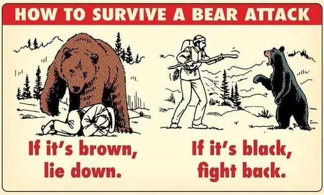 Useful guides for random everyday stuff - #8 How to survive a ferocious bear attack