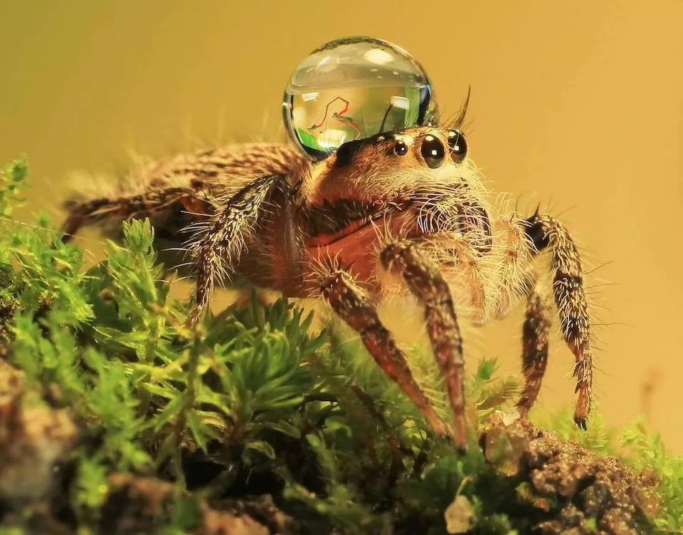 A high res look at the strangely awesome - #29 