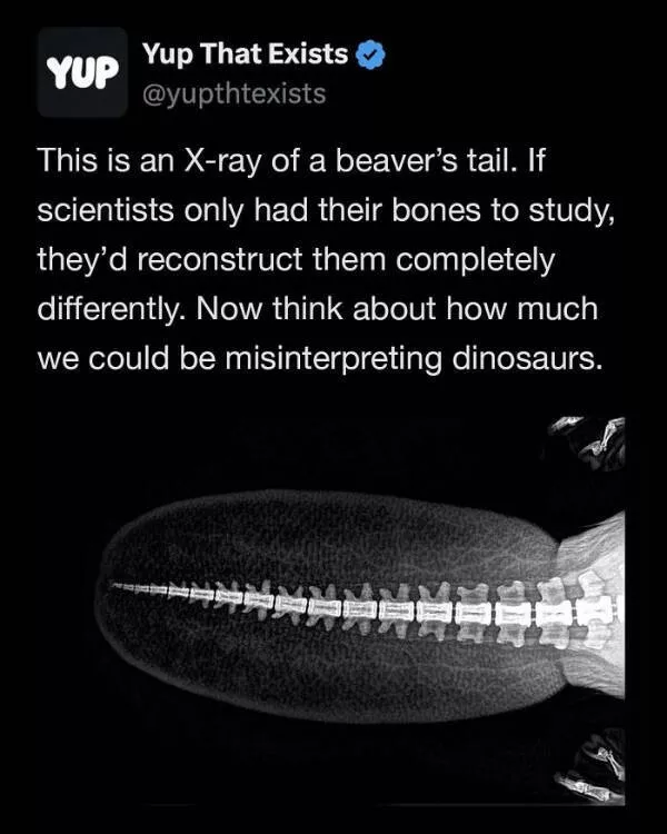 These weird things actually exist These weird things actually exist