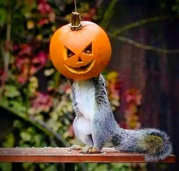 Autumnal vibes and spooky times - #28 ;;;