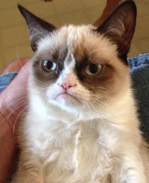 The greatest hits of popular memes - #2 Grumpy Cat, the internet's most iconic feline