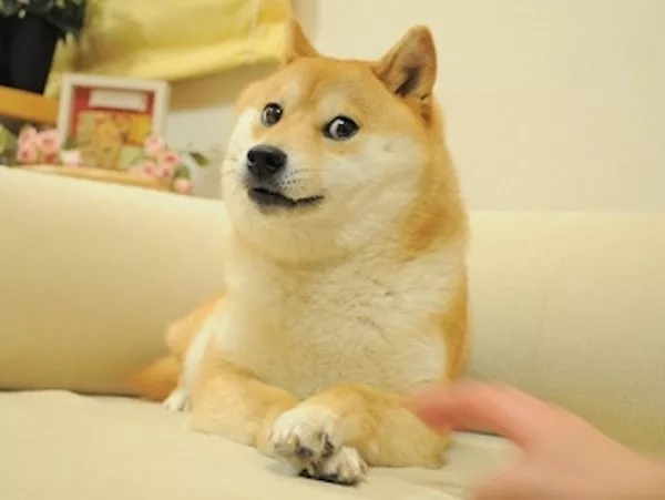 The greatest hits of popular memes - #31 Doge, everyone's favorite Shiba Inu dog
