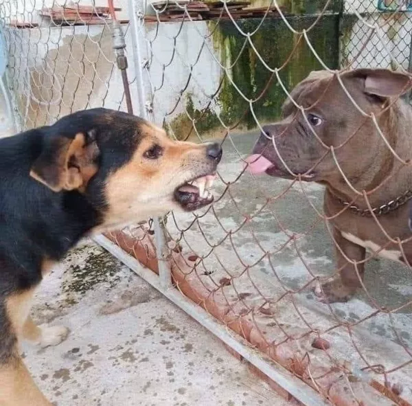 Des images wtf qui defient toute logique - #13 